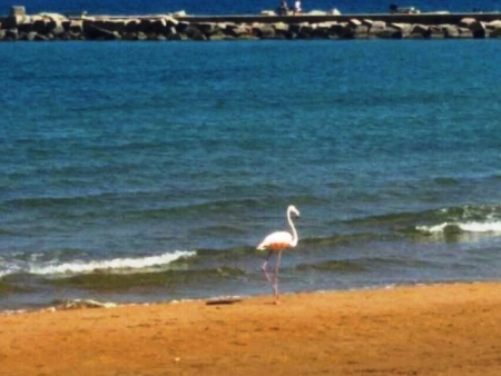 Fenicottero rosa immortalato mentre passeggia in riva al mare nella zona cittadina del lido Kursaal