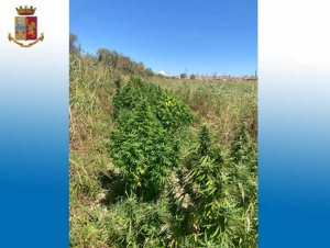 Rinvenute e sequestrate 200 piante di marijuana in campo coltivato nel Crotonese