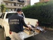 Torretta: 300 chilogrammi di tonno confiscati dai militari della Capitaneria di porto di Crotone sulla statale 106