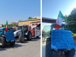 Invasione cinghiali, agricoltori del Cirotano protestano sulla Statale 106