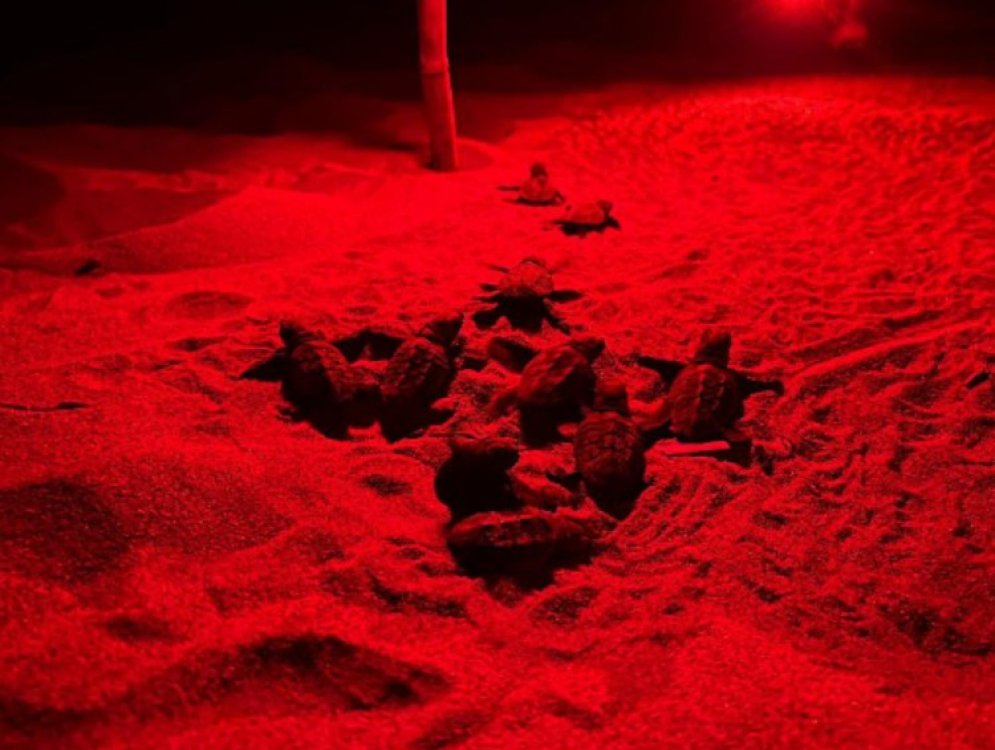 Tartaruga Caretta caretta, la schiusa delle uova sulla spiaggia di Sovereto (VIDEO)